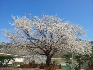 대성당 앞 벚나무